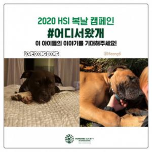 동물보호단체 휴메인 소사이어티 인터내셔널, 개식용 금지 ‘어디서 왔개’ 캠페인 진행